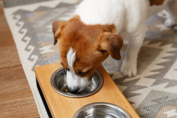 Jack Russell Terrier dog eating dry food from elevated wooden pet feeder in the living room at home