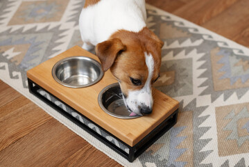 Jack Russell Terrier dog drink water from elevated wooden pet feeder in the living room at home