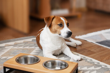 Jack Russell Terrier lying on a cozy patterned rug at home, licking his lips near a dog bowl and...