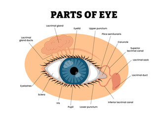 Part of Eye Diagram Structure Anatomy Educational Medical Poster Design Healthcare Scheme, Medical Retina Health. Labeled Lacrimal Gland, Iris, Pupil, Sclera, Eyelashes, Lacrimal Duct, Sack, Caruncle
