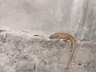 close up of lizard stuck on the wall