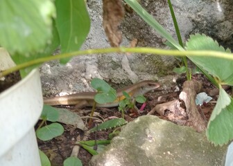 lizards in the bushes