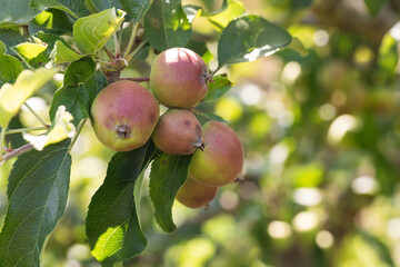 Close-Up of Ripening Apples on Tree Branch with Vibrant Green Leaves – Orchard Harvest and Organic Farming Concept