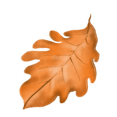Naklejka premium oak leaf on a white background