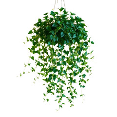 green plant in pot with transparent background PNG and JPEG image