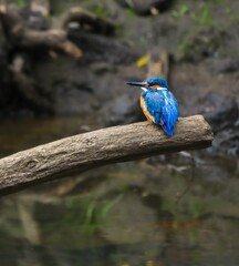 Vibrant Kingfisher Perched Over River