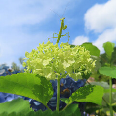 日本で梅雨の時期にアジサイが綺麗な花を咲かせています