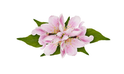 Pink flowers of Malus floribunda (profusely flowering apple) in a floral arrangement isolated on white or transparent background