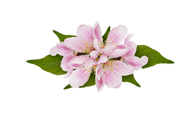 Pink flowers of Malus floribunda (profusely flowering apple) in a floral arrangement isolated on white or transparent background