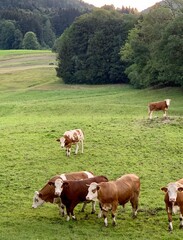cows in the field
