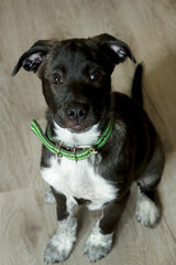Adorable black and white puppy with green collar is sitting on wooden floor, displaying a playful...