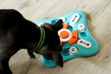 Dog interacts with colorful intellectual toy on light wooden floor, highlighting playful nature and cognitive engagement in a cozy indoor setting