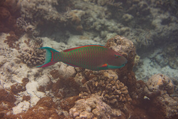 Colorful Parrotfish Swimming Over Coral Reef in Clear Tropical Waters of the Maldives, Captured Underwater