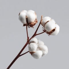 Cotton plant branch with fluffy white bolls isolated on a light background showcasing natural beauty and agricultural significance