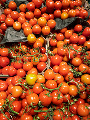 Freshly Harvested Ripe Red Tomatoes Displayed in Baskets