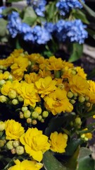 yellow flowers