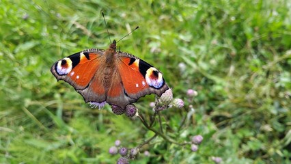 red admiral butterfly