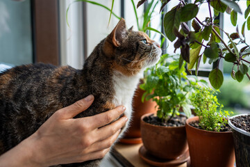 Curious fluffy cat sniffing lemongrass on windowsill near homegrown mint, thyme, basil. Interested...