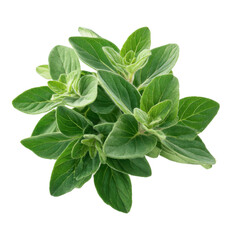 Obraz premium oregano leaves flat lay png, natural herb png