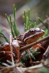 frog in the grass