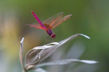 A colourful dragonfly rests on the ends of a dried plant.