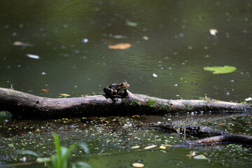 Colorful kingfisher perched on a branch by a serene river during bright daylight
