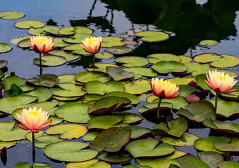 Water lilies
