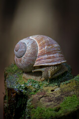 snail on a mossy stump