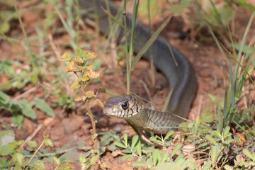 A rat snake slithers through the grass in the wilderness of Sri Lanka.
