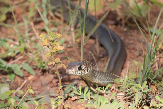 A rat snake slithers through the grass in the wilderness of Sri Lanka.