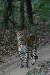 A strong male leopard walks down a dirt road in Wilpattu national park.