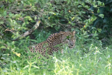 A male leopard well camouflaged stalks its prey.