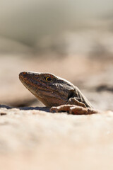 lizard on the stone