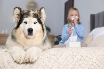 Girl suffering from allergy with her dog on bed at home, selective focus
