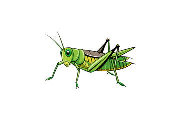 green grasshopper isolated on white