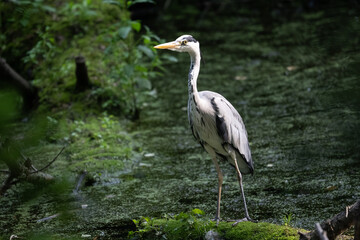 Colorful kingfisher perched on a branch by a serene river during bright daylight