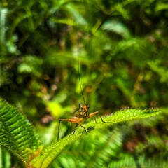 Shy Jungle Cricket