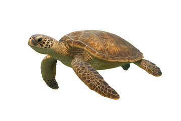 Naklejka premium Green sea turtle swimming underwater, isolated on transparent background, perfect for marine wildlife projects