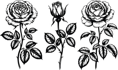 Monochrome rose flowers and blossoms illustration isolated on white background