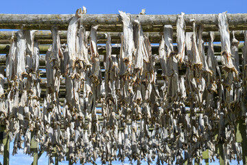 Stockfish - dried fish, dried cod - traditional food in Norway	
