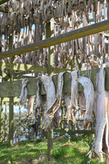 Stockfish - dried fish, dried cod - traditional food in Norway	
