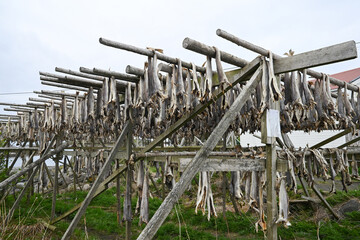 Stockfish  - dried fish, dried cod - traditional food in Norway 