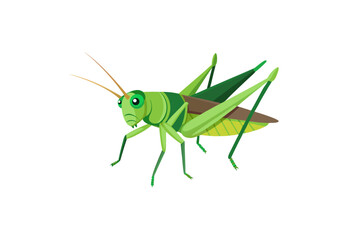 green grasshopper isolated on white