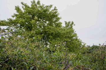 Green berries cherries, not ripe, unnecessary thickets of cherries in the country A walnut tree filled with green walnuts, showcasing the beauty of autumn harvest. garden garden, organic berries