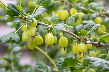 Green, not ripe gooseberries, a bush of organic lactic in an unheated garden A closeup of vibrant...