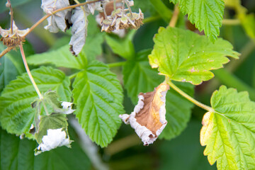 Sick leaves of raspberries, raspberry A closeup of a raspberry plant showing healthy and damaged...