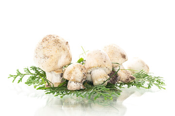 Seasonal natural champignon mushrooms on clean white background