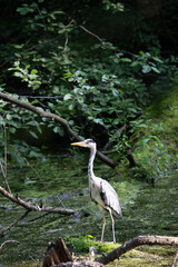 Colorful kingfisher perched on a branch by a serene river during bright daylight