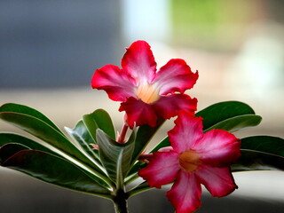 red lily flower