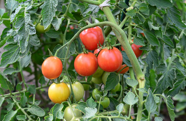 Tomato plant with ripe and unripe tomatoes
